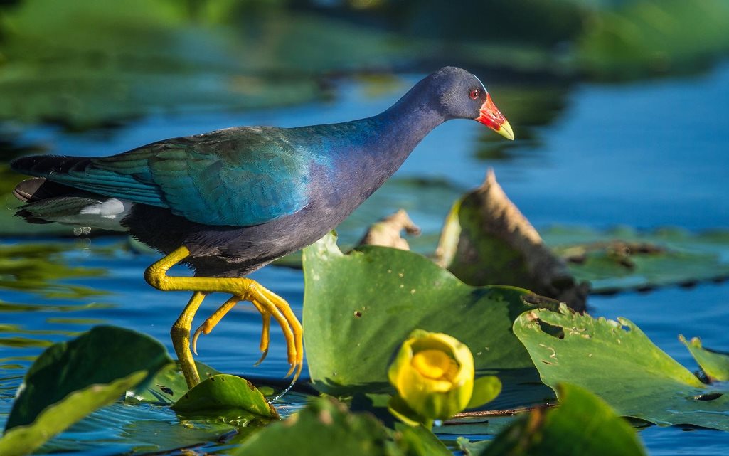 . This is medium size colorful bird reaches a length of 26-37cm in length while spanning 50-61cm across the wings. 