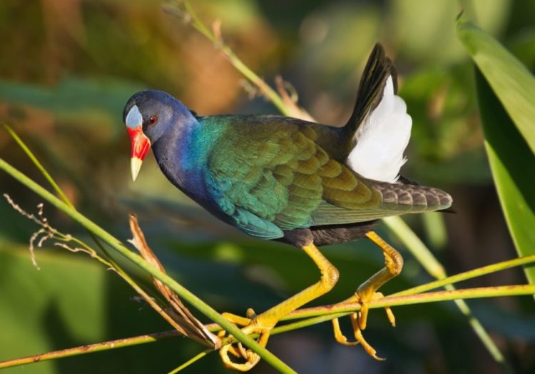 The captivating bird weighing is 141-305 g. Moreover, the wingspan that helps in to glide up for short periods of time with its legs dangling under its body.