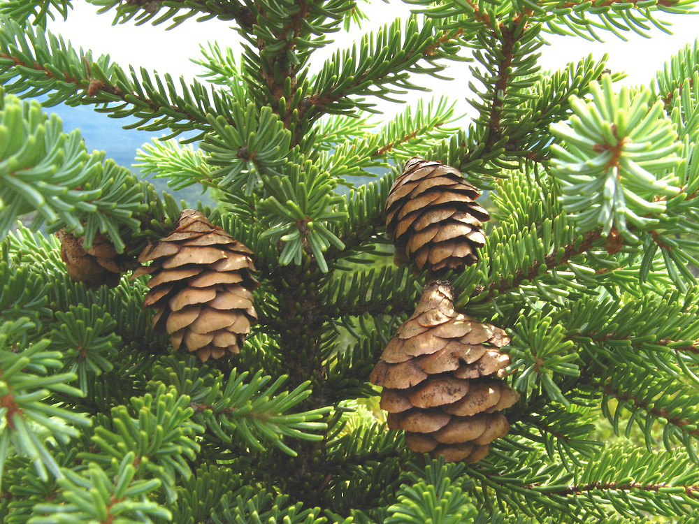 Spruce - An Evergreen Symmetrical Spire Shape Tree