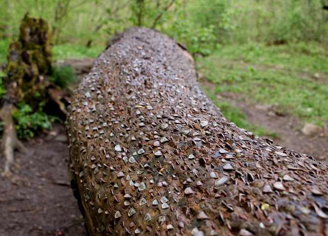 However, it’s quite a sight to behold, a tree covered in coins from all the wishes.