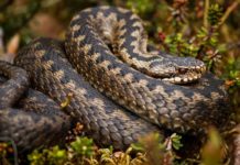 The Nature’s Medicine Chest