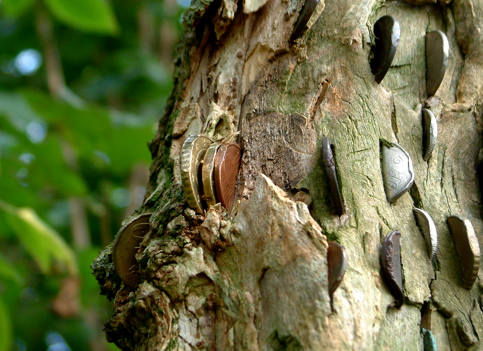 Few centuries ago, around UK people would put coins into trees in order to make wish.