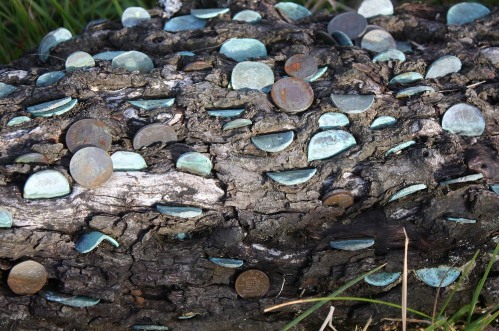 'If someone than takes the coin out though, its said they than become ill.' These enthralling spectacles often have coins from centuries ago buried deep in they're bark and warped by the passage of time.