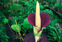 Amorphophallus Titanum – A Large and Unsual Shape Flowering Plant
