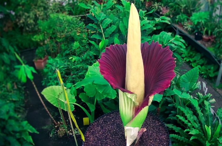 maxresdefault Amorphophallus Titanum