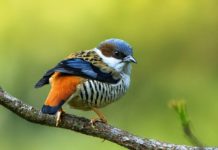 The Himalayan cutia (Cutia nipalensis) The Himalayan cutia “Cutia nipalensis” is a bird species in the family Leiothrichidae.
