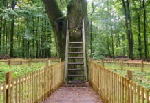 Bridegrooms Oak – The World’s Most Romantic Postbox In Germany a 500 year old tree called “The Bridegroom’s Oak” in the Dodauer Forst forest near of Eutin, has its own postal address and actually receives about 5 to 6 letters every day.