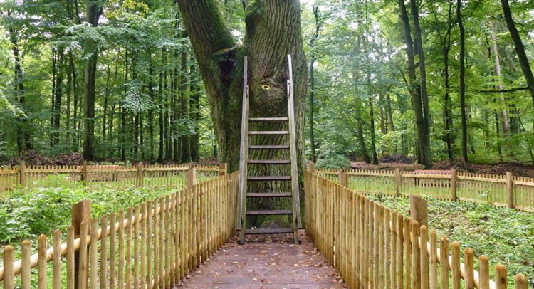 In Germany a 500 year old tree called “The Bridegroom’s Oak” in the Dodauer Forst forest near of Eutin, has its own postal address and actually receives about 5 to 6 letters every day.