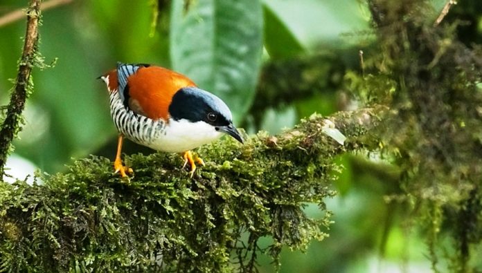 The Himalayan cutia (Cutia nipalensis)