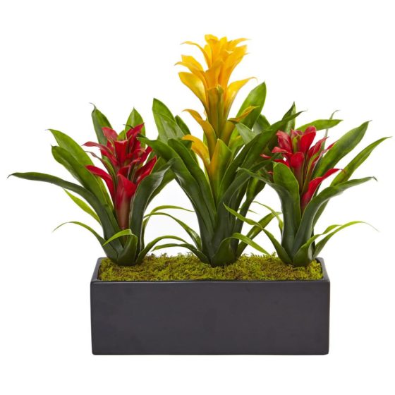 Bromeliad fascinating plants are among the most exotic houseplants a gardener can grow and also among the easiest.