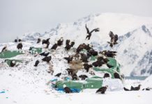 Unalaska – The Town of Violent Bald Eagles Unalaska is located on Unalaska Island and neighboring Amaknak Island in the Aleutian Islands off mainland Alaska.