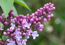 Lilac or Syringa – Flowering Woody Plants in Olive Family