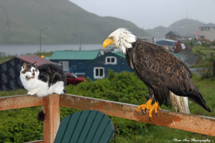 The Unalaska is home of about 5,000 inhabitants, normally spare the space for bald eagles, who lurk above telephone poles, and stop lights watching for potential victims to sweep down upon, litter through trash, and steal grocery bags. 