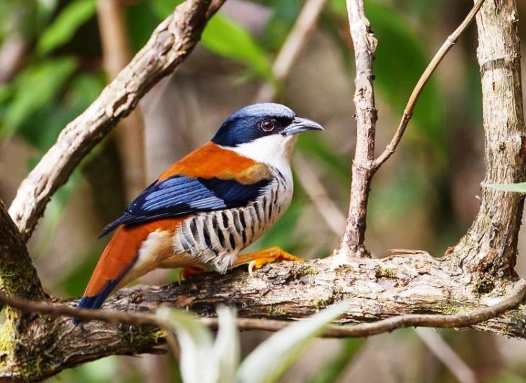 The bird scientific name means "the khutya from Nepal". However, the Cutia is derived from the Nepali name for these birds, and nipalensis is Latin for "from Nepal". 