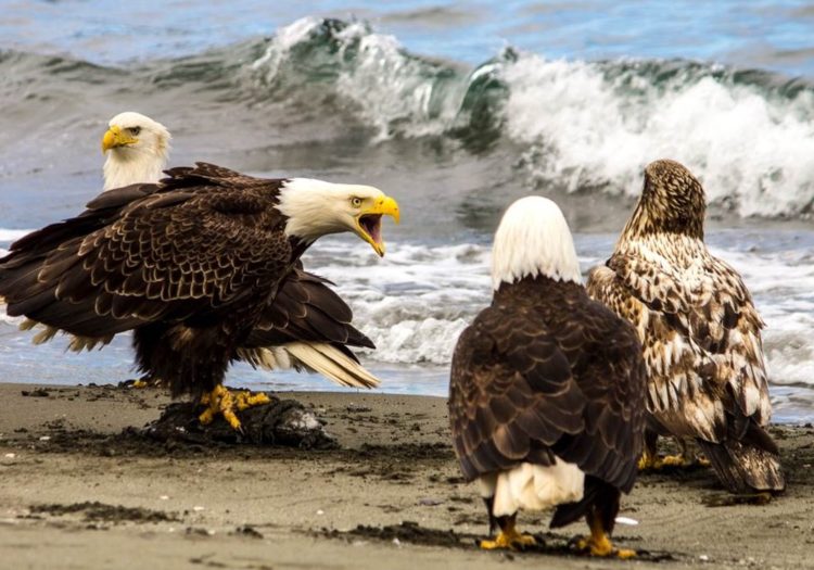 The seven-foot wingspans, flesh-ripping beaks and vice-like talons, eagles rule the island.