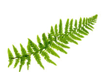 The Best Ferns to Grow Indoor
