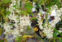 The Gorgeous Silver Lace Vine Flower