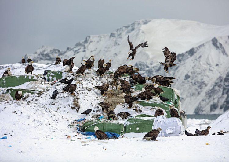 But why are their annual eagle attacks in Unalaska when raptors and humans peacefully coexist elsewhere in the state? Photographs by Corey Arnold