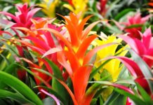 Bromeliad – The Most Exotic Houseplant