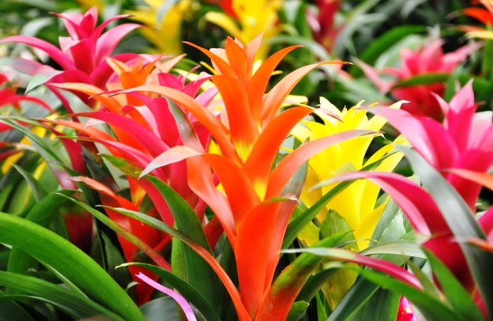 Bromeliad - The Most Exotic Houseplant