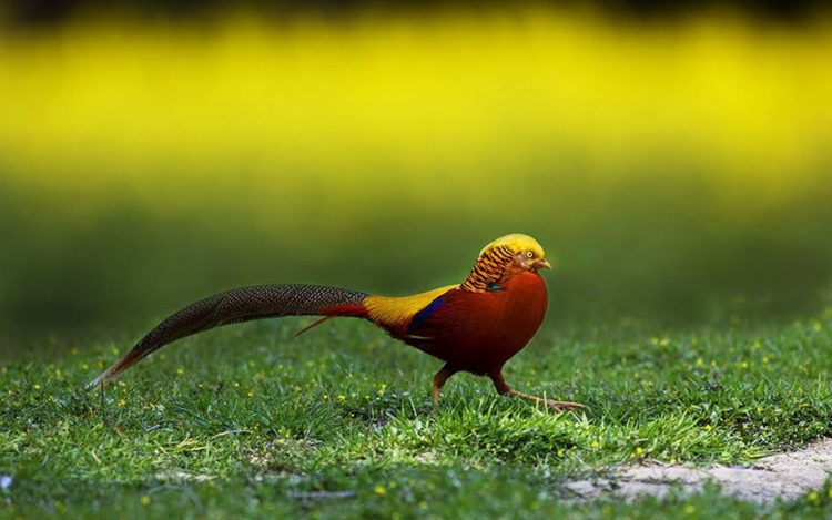 . The golden pheasant feed consist on the ground grain, leaves and invertebrates, but they roost in trees at night. They tend to eat berries, grubs, seeds and other types of vegetation.