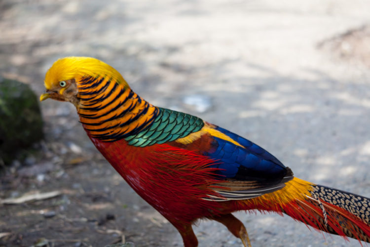 Golden Pheasant too, roost in the trees of the wood, and it is inquisitive that they always tell you where they go to bed. 