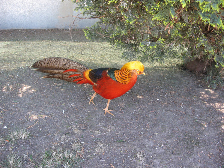 By natural habitats golden pheasant are particularly aggressive because they have a “harem” structure, mating with several hens a year.