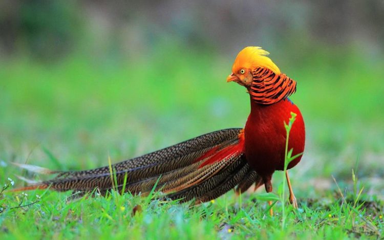 The adult golden pheasant is approximately 90 to 105 cm in length. The golden pheasant is unmistakable with its golden crest and rump and bright red body.