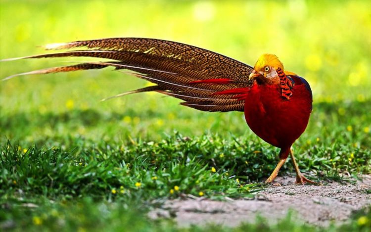 The Golden pheasants normally lay 8 to 12 eggs at a time and will take 22 to 23 days for incubate. After the pheasant chicks hatch, they are able to run and eat as soon as they are dry.