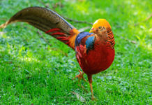 The Facts of Golden Pheasant Moreover Golden Pheasant eggs are alike in size to a duck egg, making them slightly larger than a chicken.