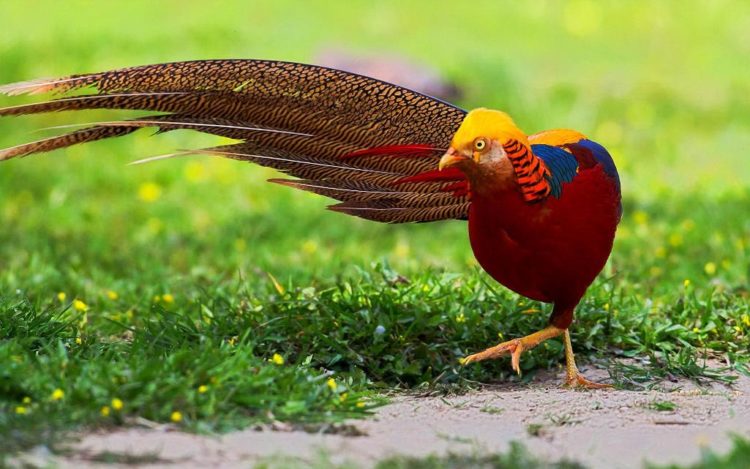 The egg taste is light and less rich, like a quail egg. Golden Pheasants are omnivorous birds and therefore pheasants eat both plant and animal matter.