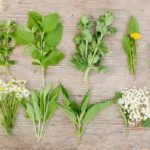 The Ultimate Secrets of Wild Herbs
