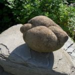 The local people have different thought and claims; these are growing stones after heavy rain, Trovants tend to appear with smooth and edgeless shapes, cylindrical, nodular, and spherical.
