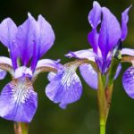 Iris Flowers plant, then you need all the irises mentioned here should be planted as early in fall as possible, in full sun.