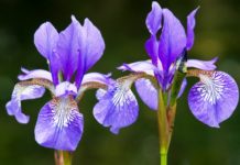 How to Care and Grow Perennial Iris Flowers Iris Flowers plant, then you need all the irises mentioned here should be planted as early in fall as possible, in full sun.