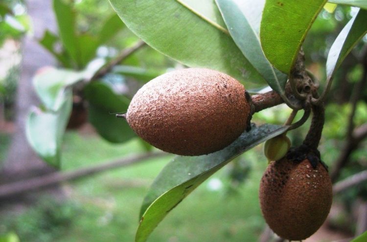 sapodilla0 1 Sapota Fruits