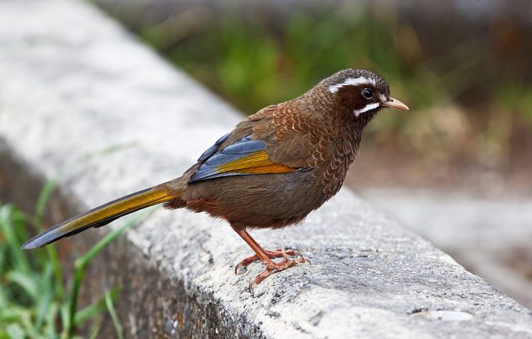 The White-whiskered Laughingthrush or Formosan laughing thrush ‘Garrulax morrisonianus’ is a species of bird in the family Leiothrichidae.