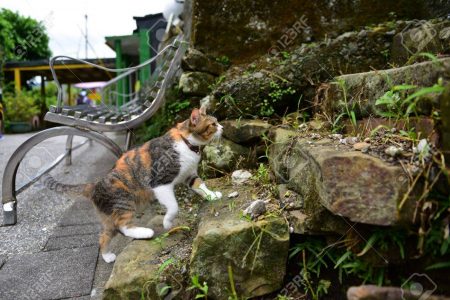 In 2008, a local cat lover Peggy Chien organized volunteers to start offering abandoned cats a better life. 
