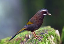 The White-whiskered laughingthrush The White-whiskered Laughingthrush is a large 26 to 28cm with a distinctive face pattern.