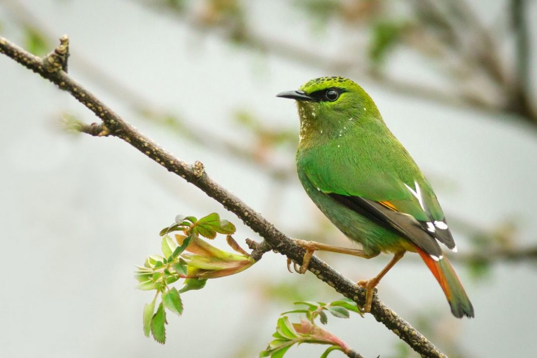 Fire-tailed Myzornis