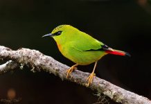 The fire-tailed Myzornis