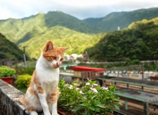 Houtong Cat Village – Famous for Adorable Cats Since, number of cats living there increased got attention all parts of the world.