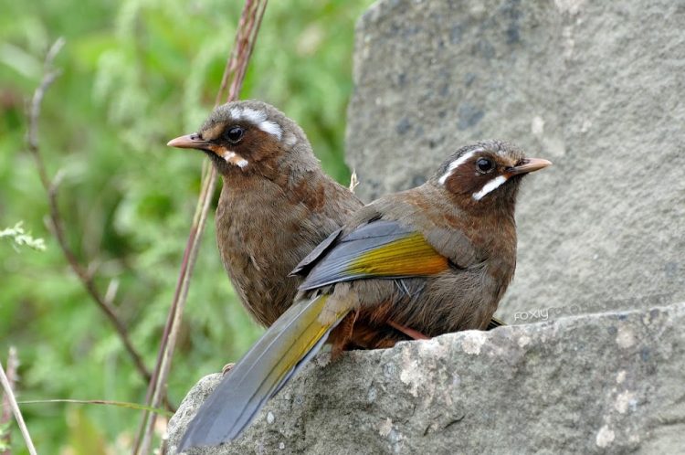 The White-whiskered Laughingthrush eyes are black and legs are strong and brownish pink.