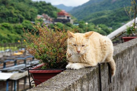 Though most of the cats hang out in the collection of cottages that cling to the hillside, they can be found roaming all over Houtong Village.