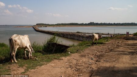 The constant building and dismantling of the bamboo bridge has taken place annually from many decades and was only missed several times during the civil war in Cambodia.