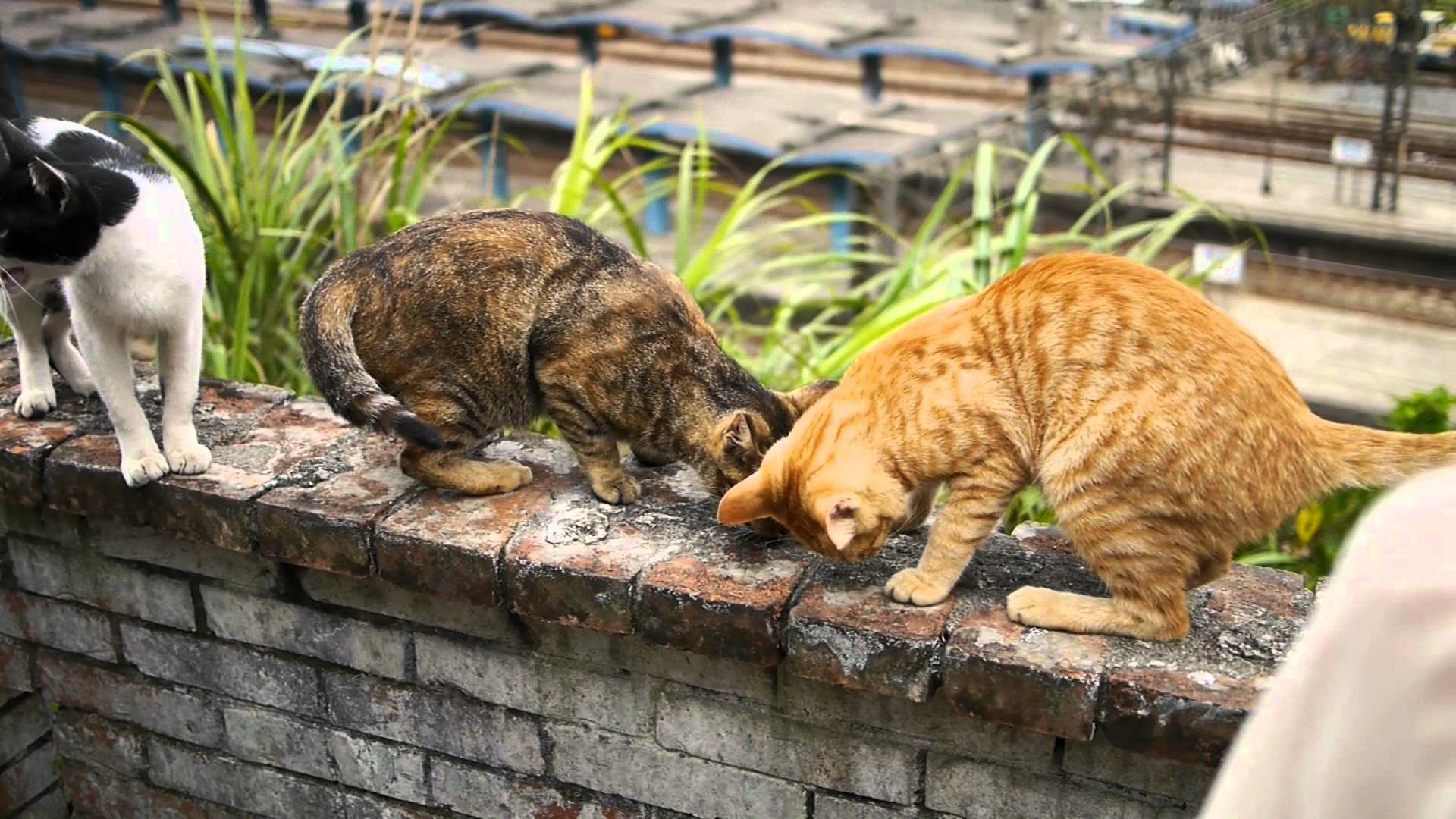 Котенок села. Кошачья деревня Тайвань. Деревня кошек на Тайване. Хотонь. Интересные факты о деревне кошек в Тайване кратко.