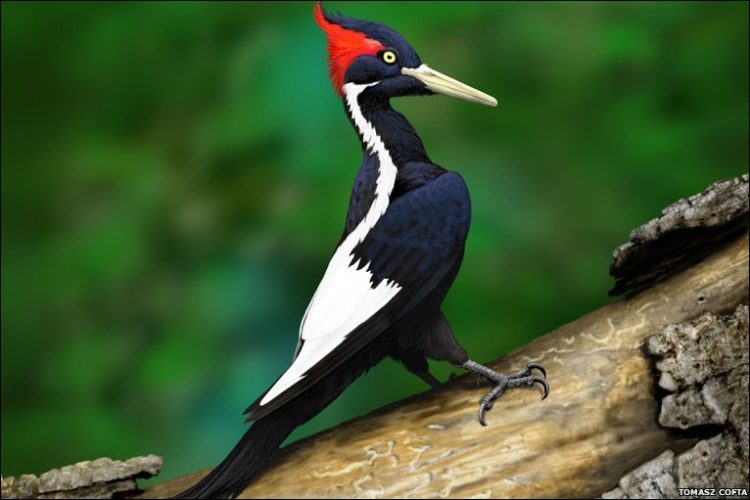Ivory-billed Woodpecker. A native of the south-eastern US, it may already be extinct, the victim of loss of habitat and hunting for its feathers.