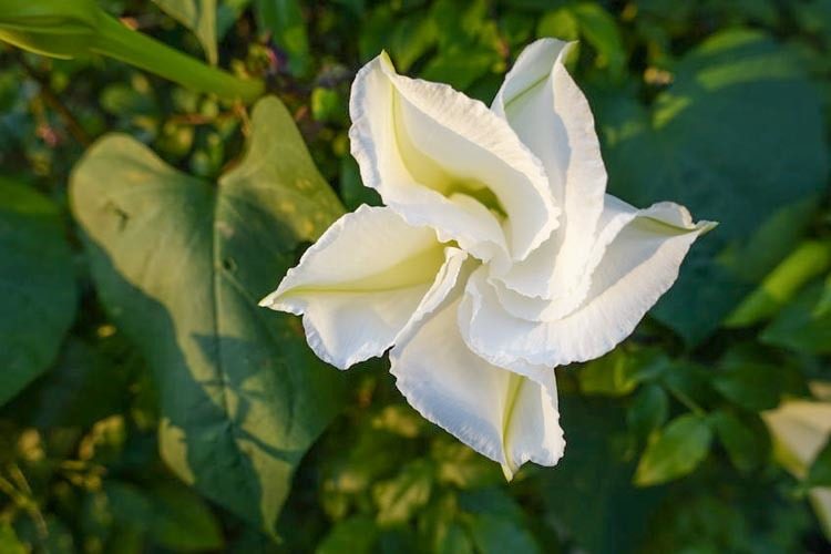 The Morning Glory and Moon flower are both members of the family Ipomoea and are close relatives of the sweet potato.