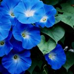 The moonflower and the morning glory are both members of the family Ipomoea and are close relatives of the sweet potato.