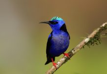 16 Images of Rare Birds with Their Names Red-legged Honeycreeper Cyanerpes cyaneus